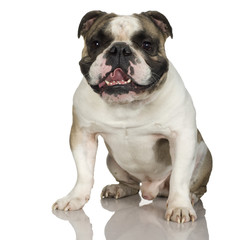 Fototapeta premium english Bulldog (3 years)