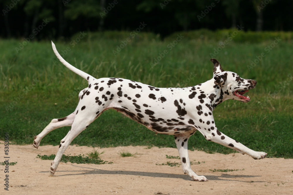 Wall mural dalmatian in grass