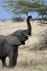 male African elephant 