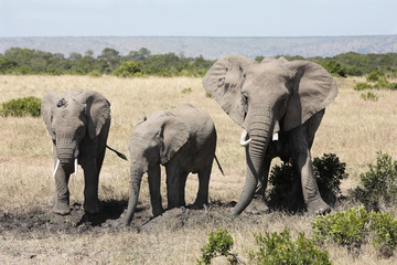 Fototapeta premium bunch of elephants playing with mud 