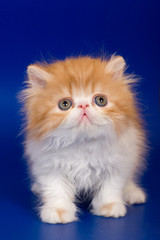 Fototapeta premium Persian kitten