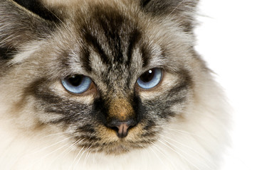 Fototapeta premium Blu-tabby-point Birman (18 months)