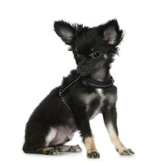 Obraz premium chihuahua (3 months)