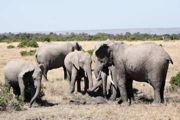 bunch of elephants playing with mud 