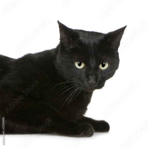 European Shorthair Stock Photo And Royalty Free Images On