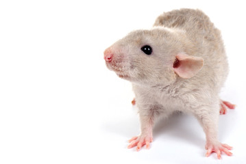 a little rat isolated on white background