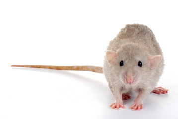 a little rat isolated on white background