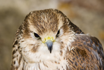 Peregrine Falcon