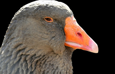 Close Up Shot Of Goose