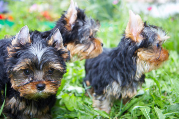 The puppy of the yorkshire terrier in a grass