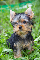 The puppy of the yorkshire terrier in a grass