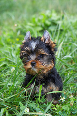The puppy of the yorkshire terrier in a grass