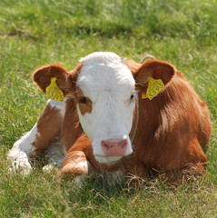 Naklejka na ściany i meble Young cow on the grass