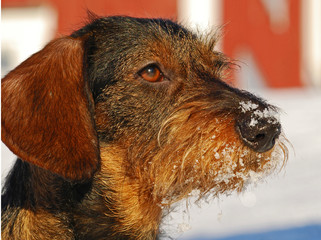 A portrait of a coarse harired dachshund
