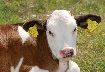 Young cow on the grass