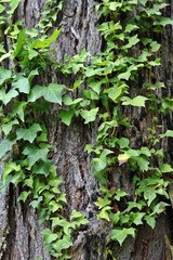 Ivy Creeping over tree bark