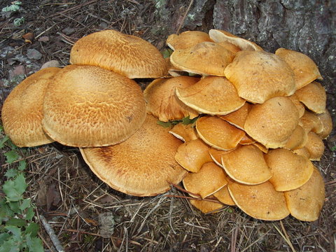 Cogumelos