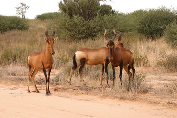 Red Hartebeest (Alcelaphus buselaphus) stare warily