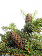 two cones on the fur-tree with white background