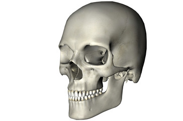Human skull oblique graphic on white background