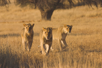 Plakat Lwy (Panthera leo) polowania w Kalahari
