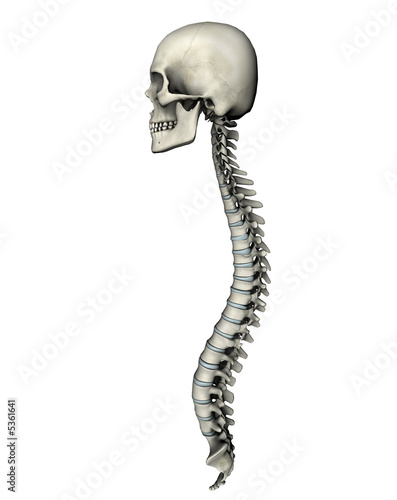 "Human skull and spine lateral graphic on white background" Stock photo