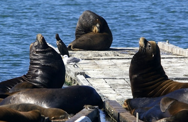 Fototapeta premium Two opposing sea lions bark at each other.