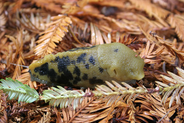Northern California's banana snail.