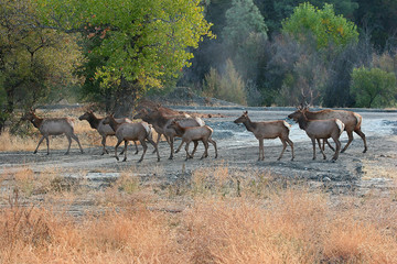 Naklejka na ściany i meble Herd of elk crossing a stream.