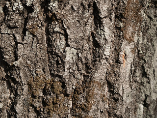Texture of old alder tree, close-up.