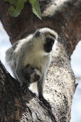 female and mother Vervet Monkey Chlorocebus with juvenile 