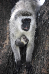 female and mother Vervet Monkey Chlorocebus with juvenile