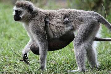 female and mother Vervet Monkey Chlorocebus with juvenile