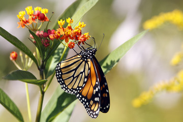 Monarch butterfly 