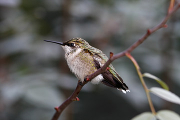 ruby throated hummingbird resting