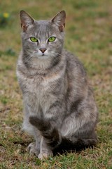 Obraz premium A grey cat with luminous green eyes