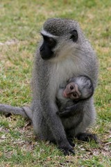 Naklejka na ściany i meble Vervet monkey mother with her small baby clinging 