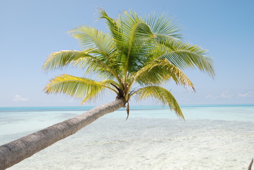 palm tree in paradise
