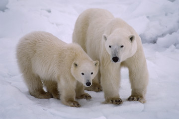Obraz na płótnie Canvas Nied¼wied¼ polarny z jej cub roku. Kanadyjska Arktyka