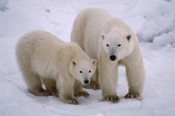 Polar bear with her cub of the year. Canadian Arctic