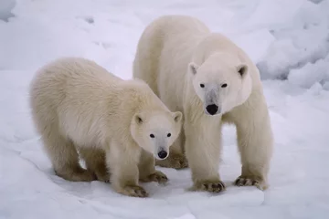 Crédence de cuisine en verre imprimé Ours polaire Ours polaire avec son petit de l& 39 année. Arctique canadien
