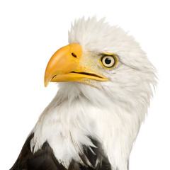 Bald Eagle (22 years) - Haliaeetus leucocephalus
