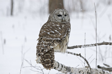 Barred owl in snowfall. Photographed in Northern Minnesota