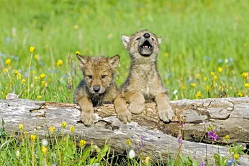 Crédence de cuisine en verre imprimé Loup Baby wolf cubs near their den site. One howling for his mother.