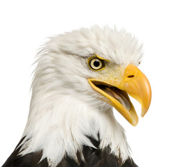Bald Eagle (22 years) - Haliaeetus leucocephalus