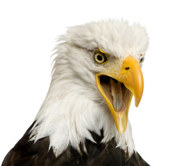 Bald Eagle (22 years) - Haliaeetus leucocephalus