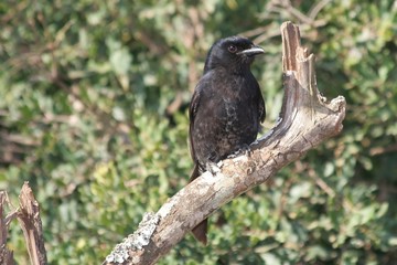 Fork-tailed drongo bird perched on a branch
