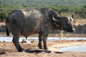 Fototapeta premium Cape Buffalo drinking at waterhole