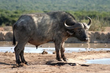 Young Cape Buffalo with large curved horns drinking 