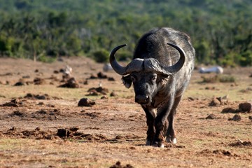 Cape Buffalo with large curved horns